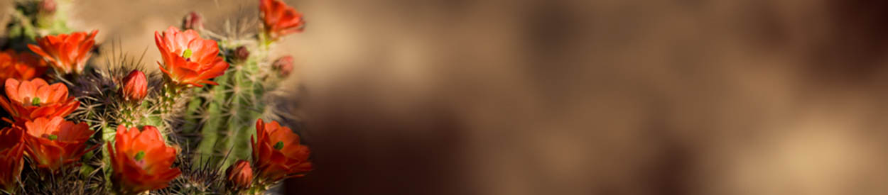 #nivo1 Where Scholars Rise and Families Thrive